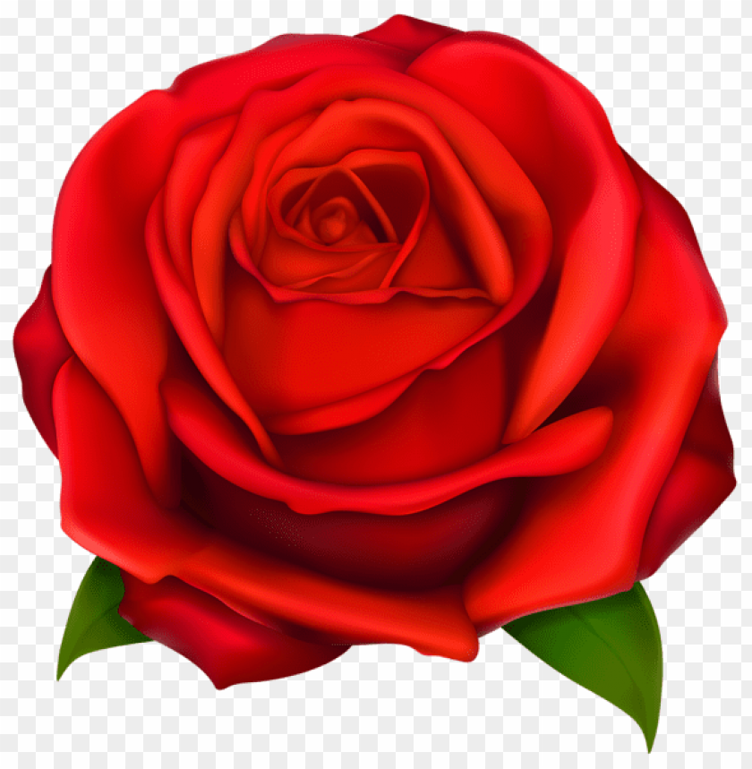 transparent red rose