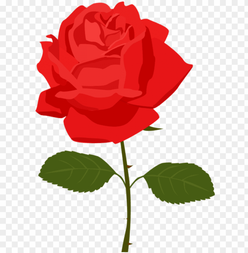 transparent red rose