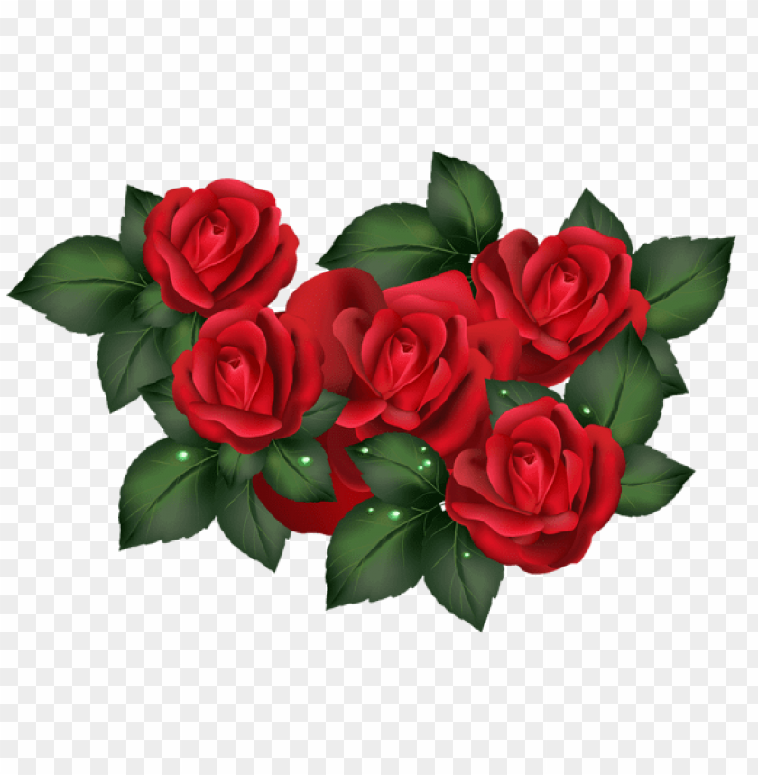 transparent red roses