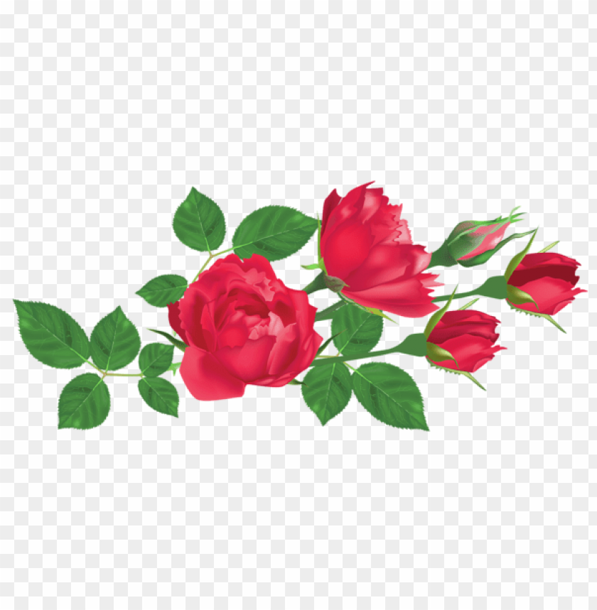 transparent red rosespicture