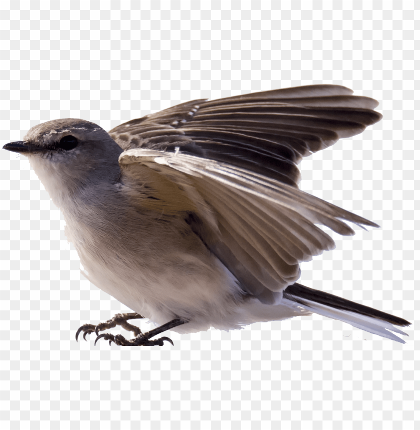 robin, phoenix bird, twitter bird logo, big bird, bird wings, flappy bird pipe