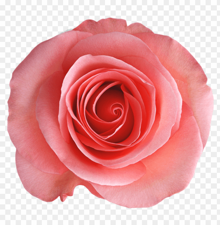 transparent rose