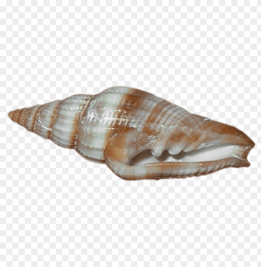 transparent sea snail shell clipart png photo - 56374
