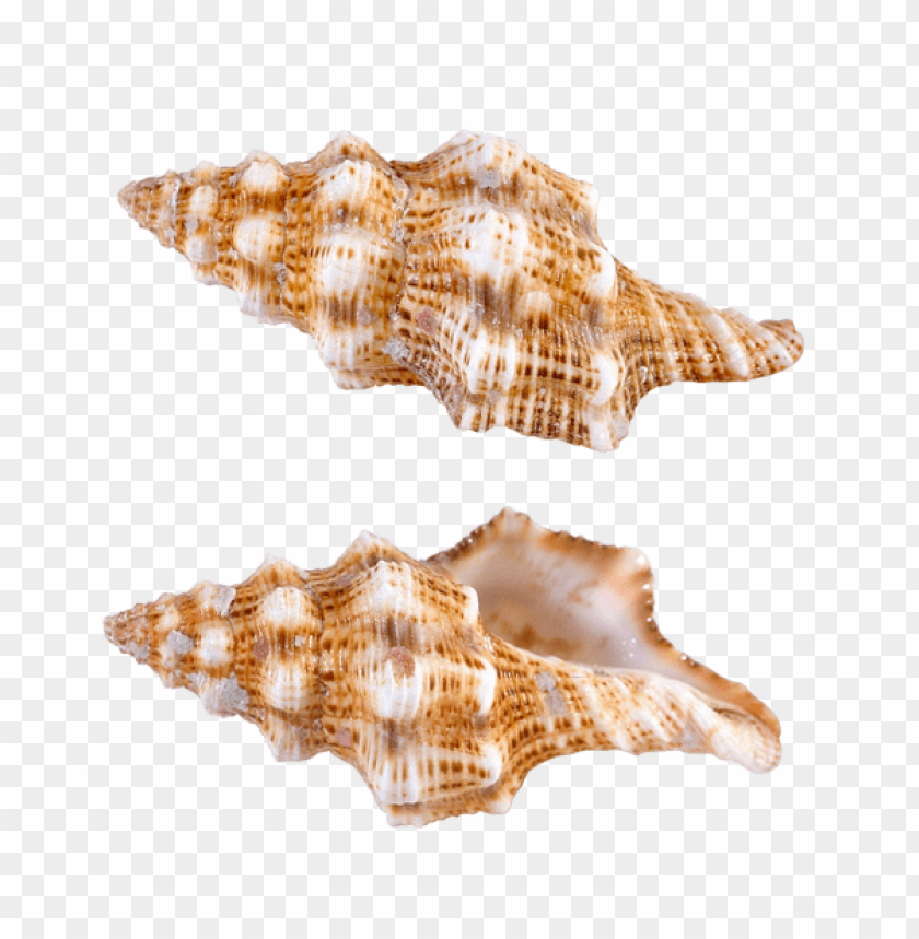 transparent sea snail shells clipart png photo - 56462