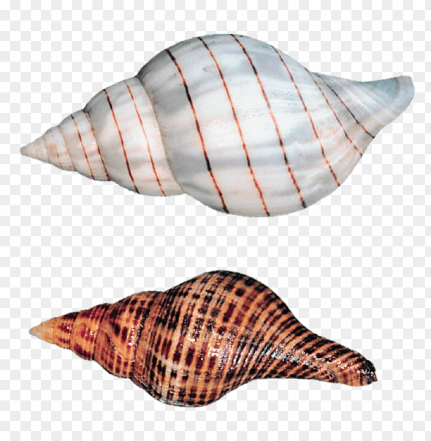 transparent sea snails shells clipart png photo - 56468