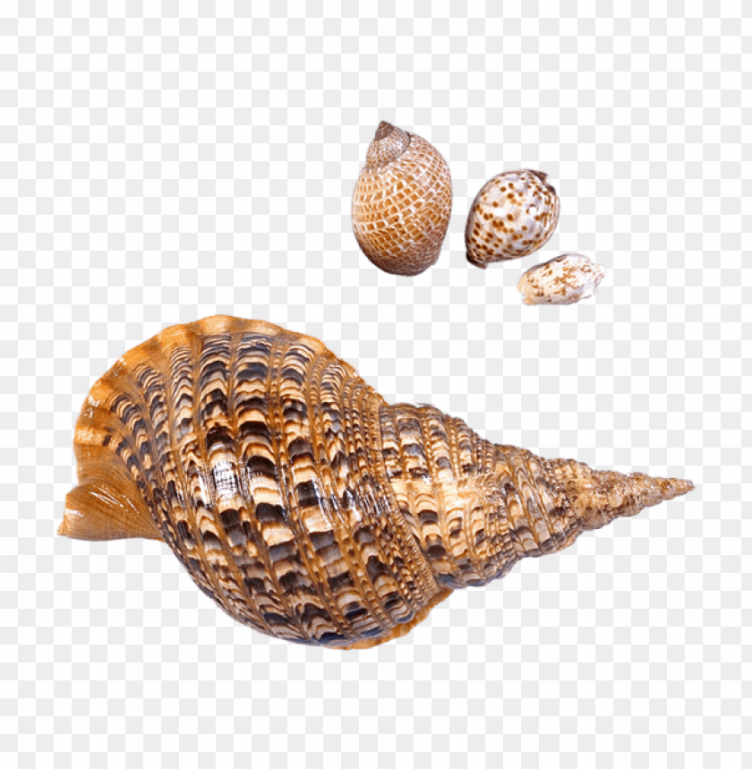 transparent sea snails shells picture clipart png photo - 56463