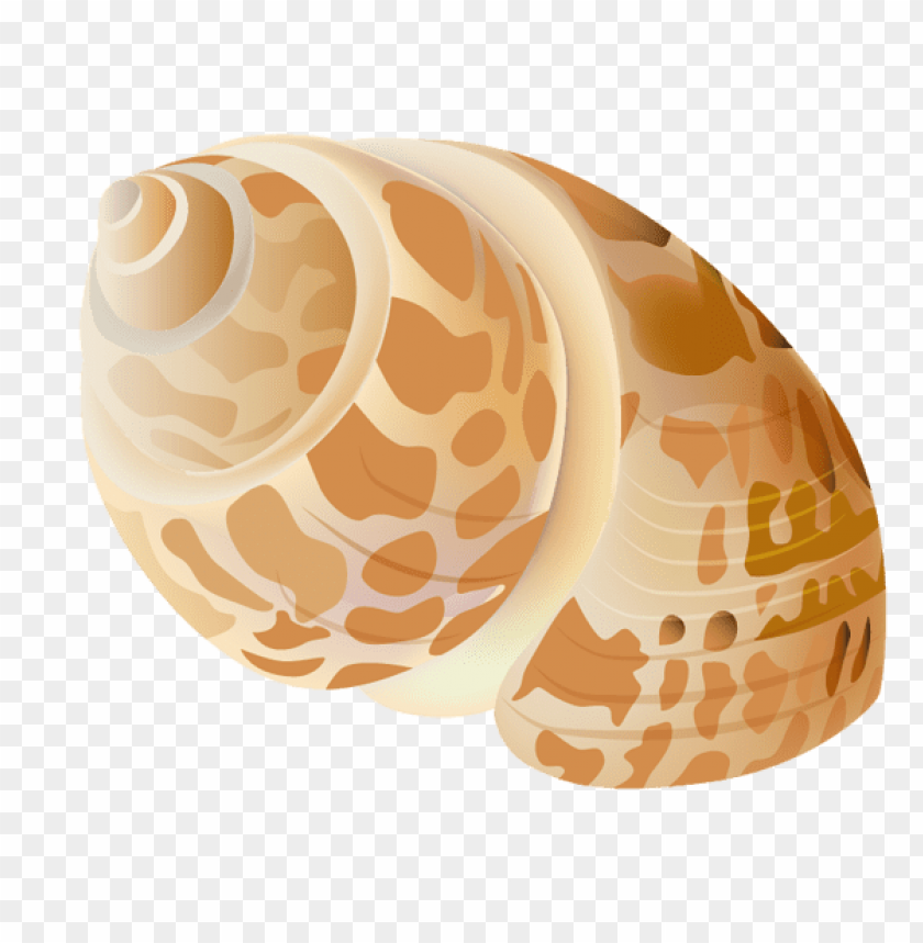 transparent seashell clipart png photo - 56420