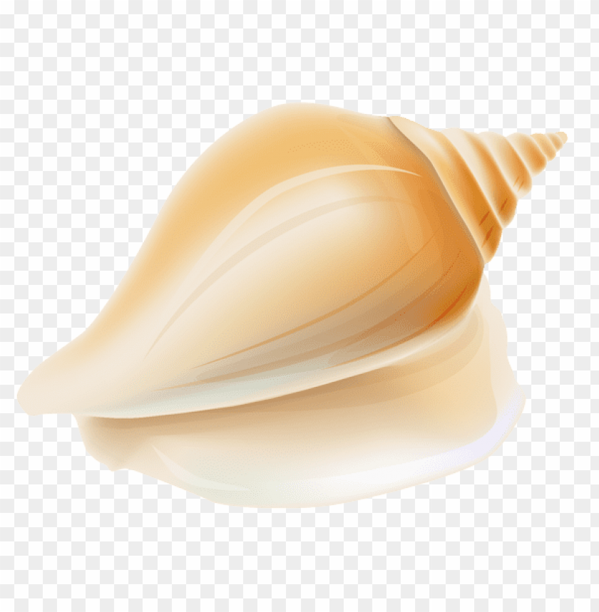 transparent seashell clipart png photo - 56427