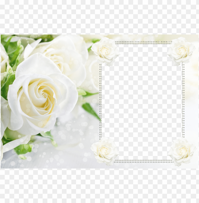 transparent soft white roses frame background best stock photos - Image ID 58138
