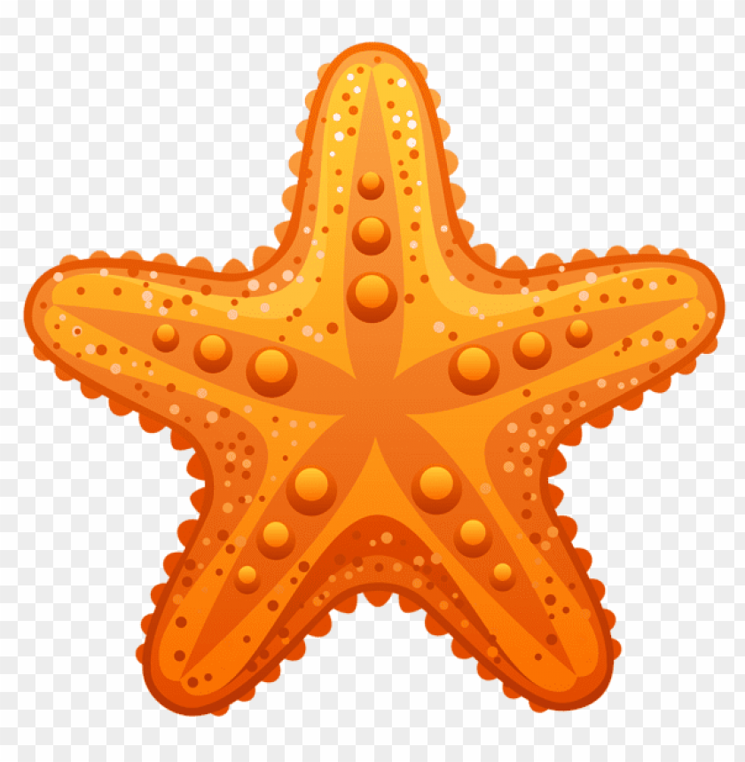 transparent starfish clipart png photo - 56359
