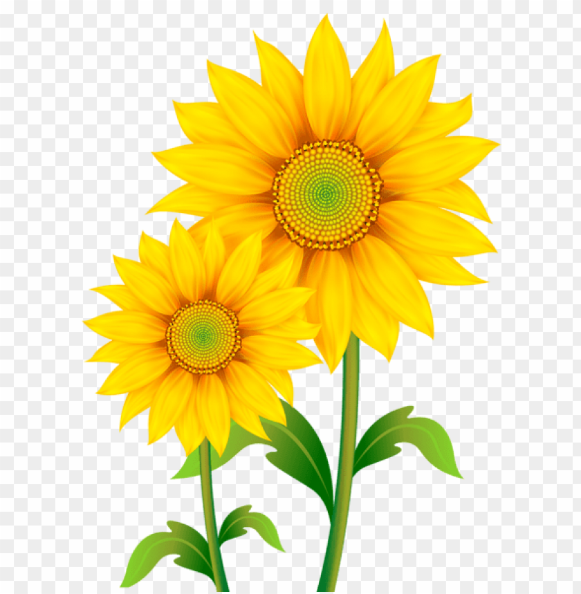 transparent sunflowers