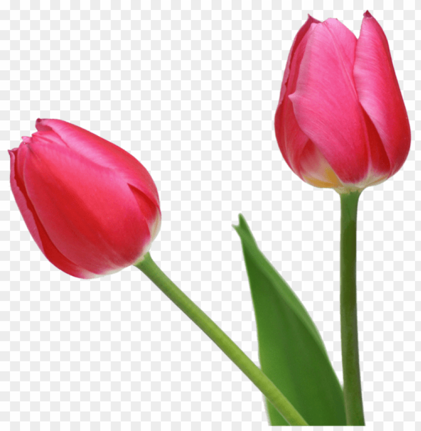 PNG image of transparent tulips png flowers with a clear background - Image ID 44671
