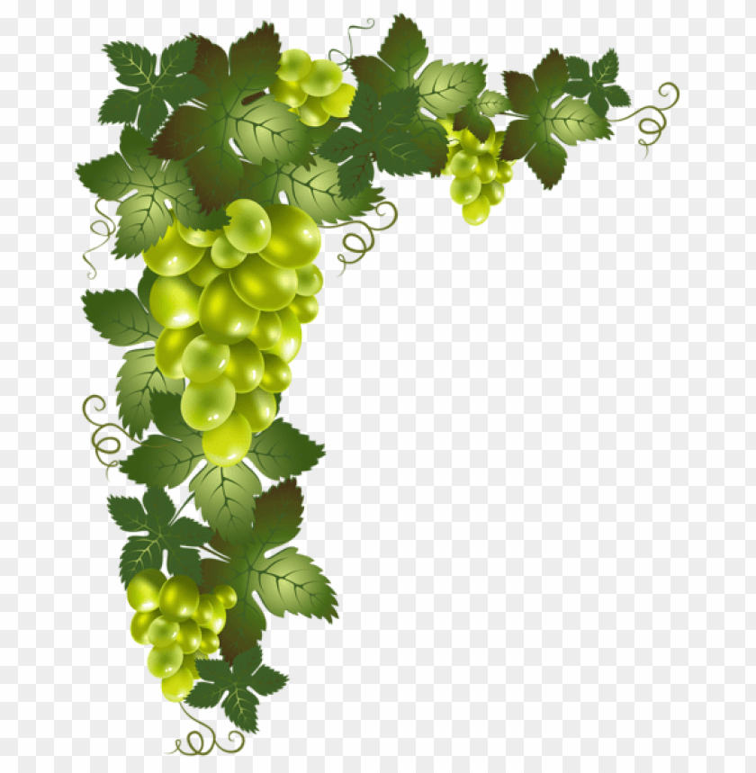 transparent vine decorative element