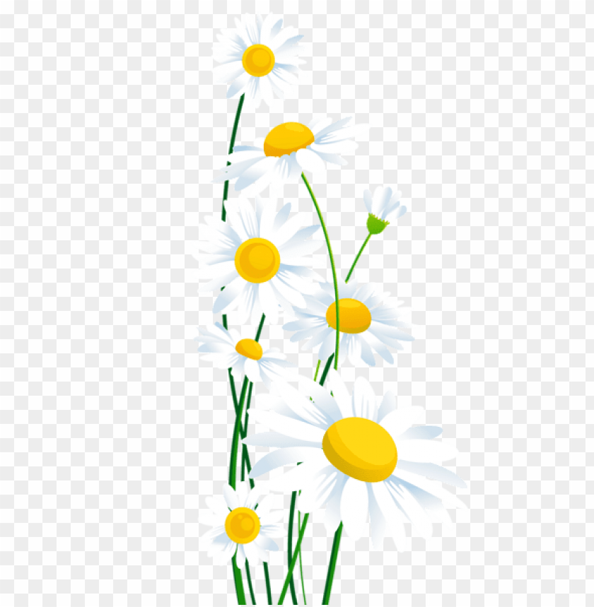transparent white daisies