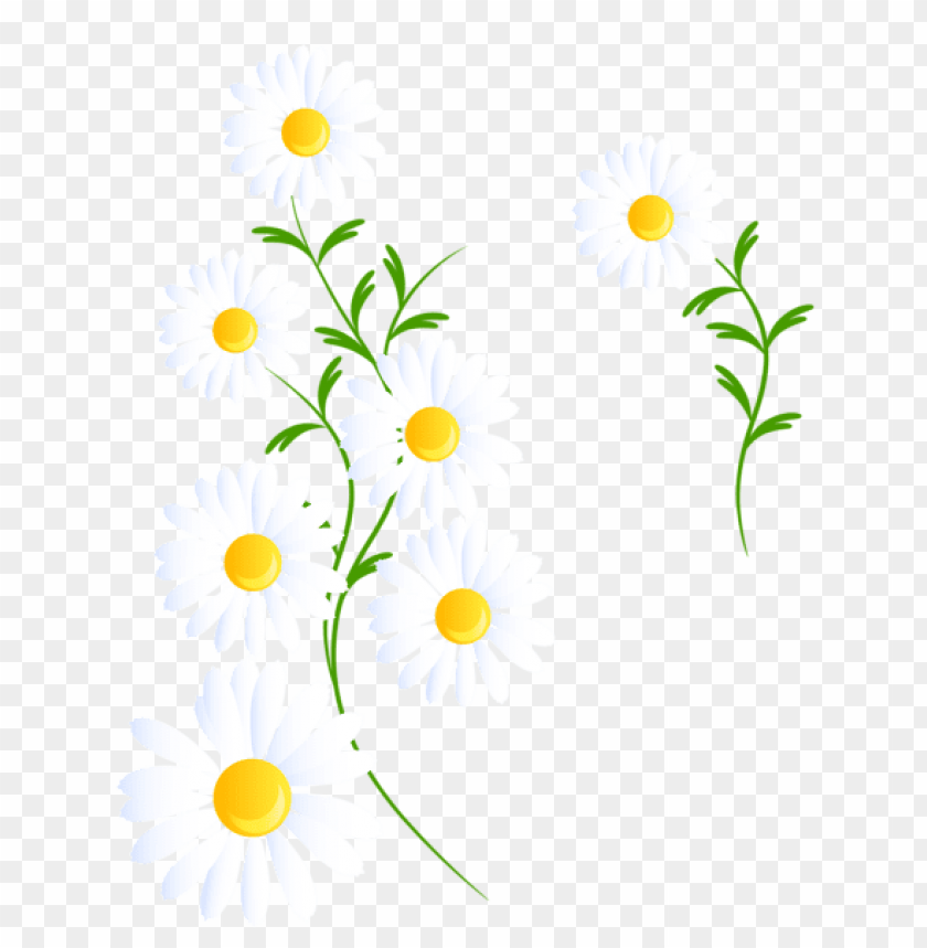 transparent white daisies decoration
