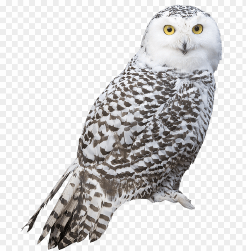 Download Transparent White Owl Png Images Background Toppng