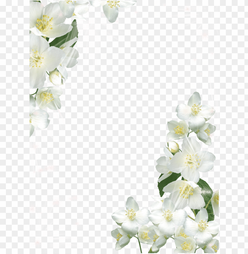 Transparent White Photo Frame With White Flowers Background Best Stock Photos