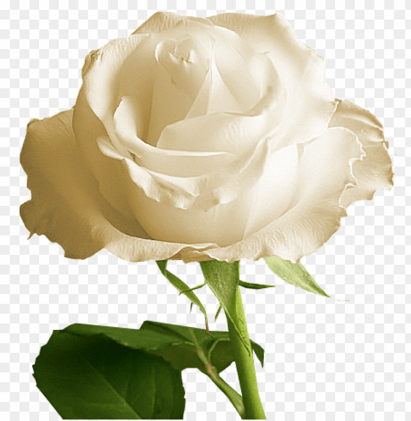 transparent white rose