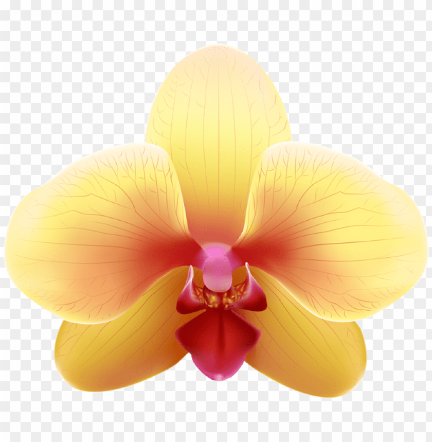 transparent yellow orchid