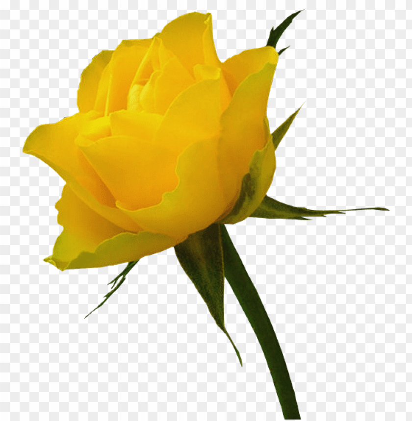 transparent yellow rose