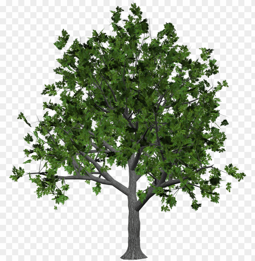 PNG image of tree with a clear background - Image ID 2587