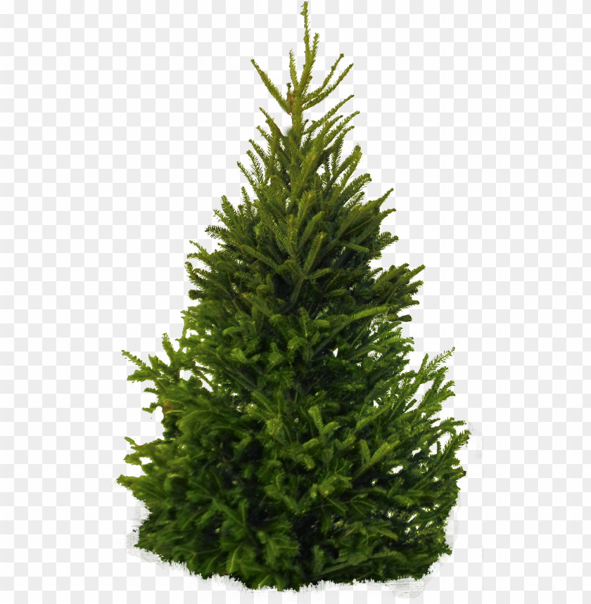 PNG image of tree with a clear background - Image ID 2588