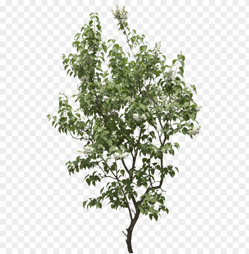 PNG image of tree with a clear background - Image ID 2592