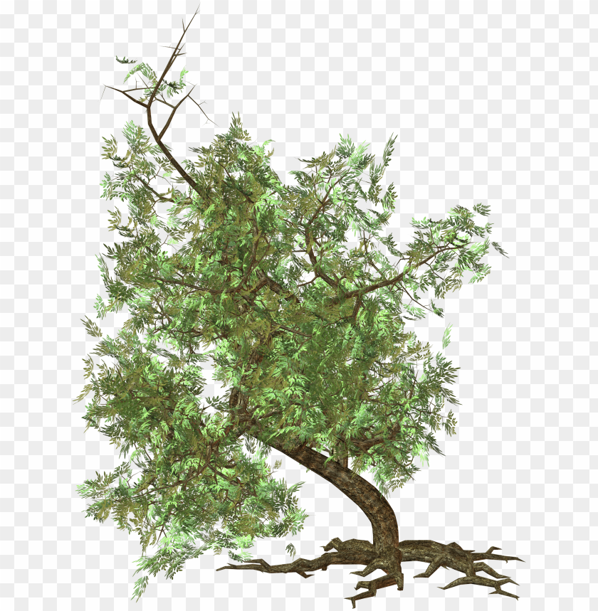 PNG image of tree with a clear background - Image ID 2595