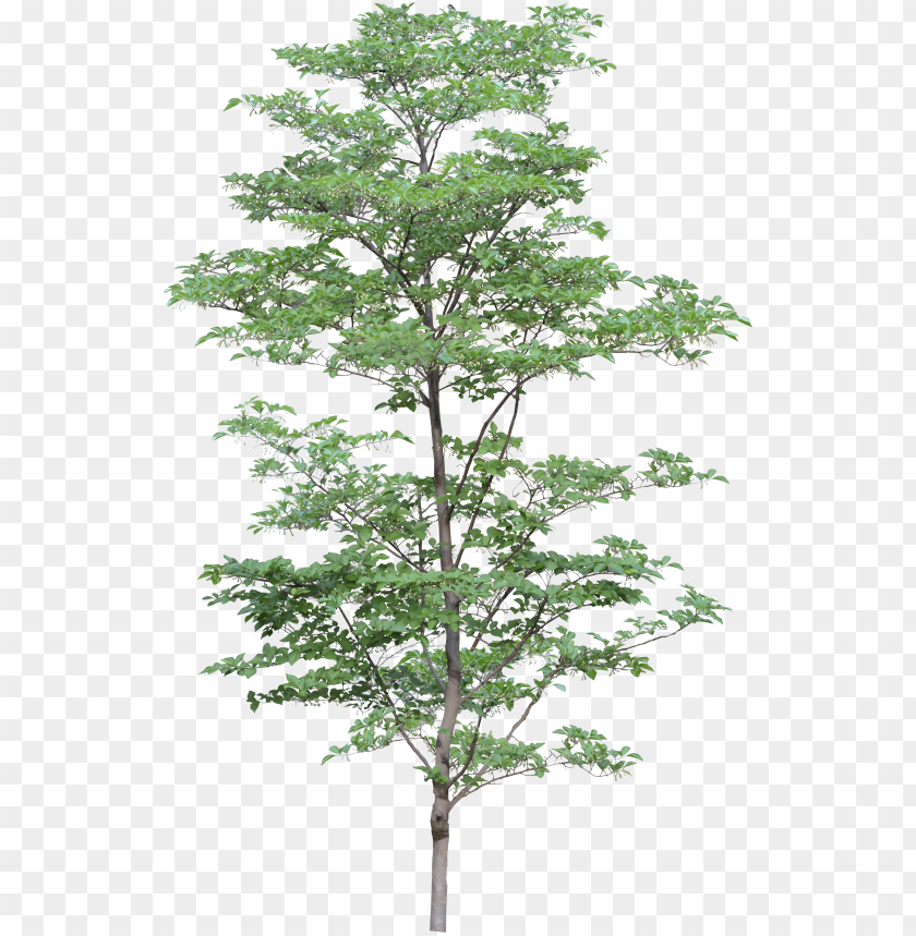 PNG image of tree with a clear background - Image ID 2600