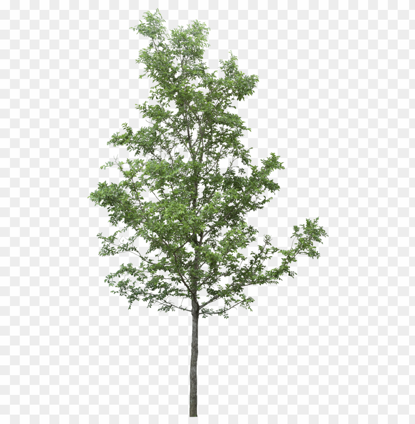 PNG image of tree with a clear background - Image ID 2601