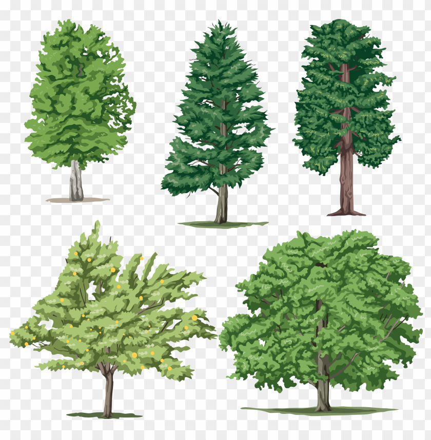 PNG image of tree with a clear background - Image ID 2602
