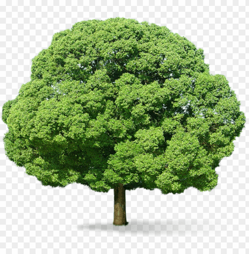 PNG image of tree with a clear background - Image ID 2603