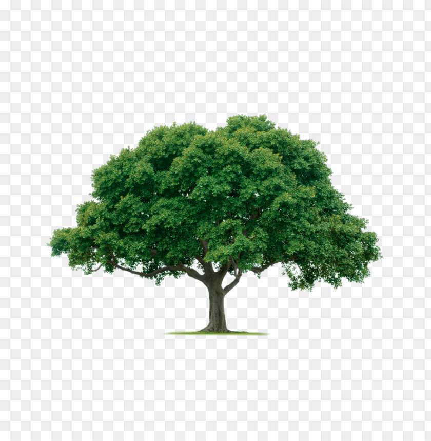 PNG image of tree with a clear background - Image ID 2604