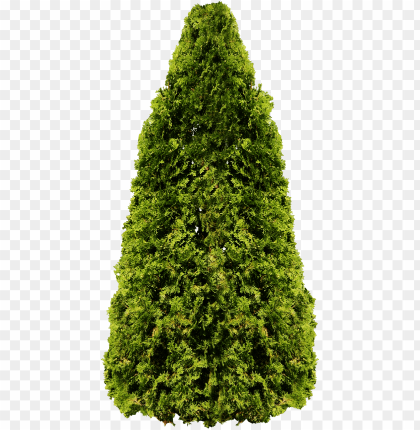 PNG image of tree with a clear background - Image ID 2605
