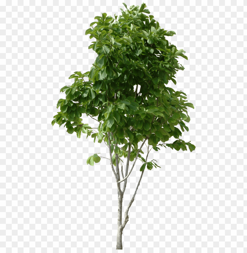 PNG image of tree with a clear background - Image ID 2606