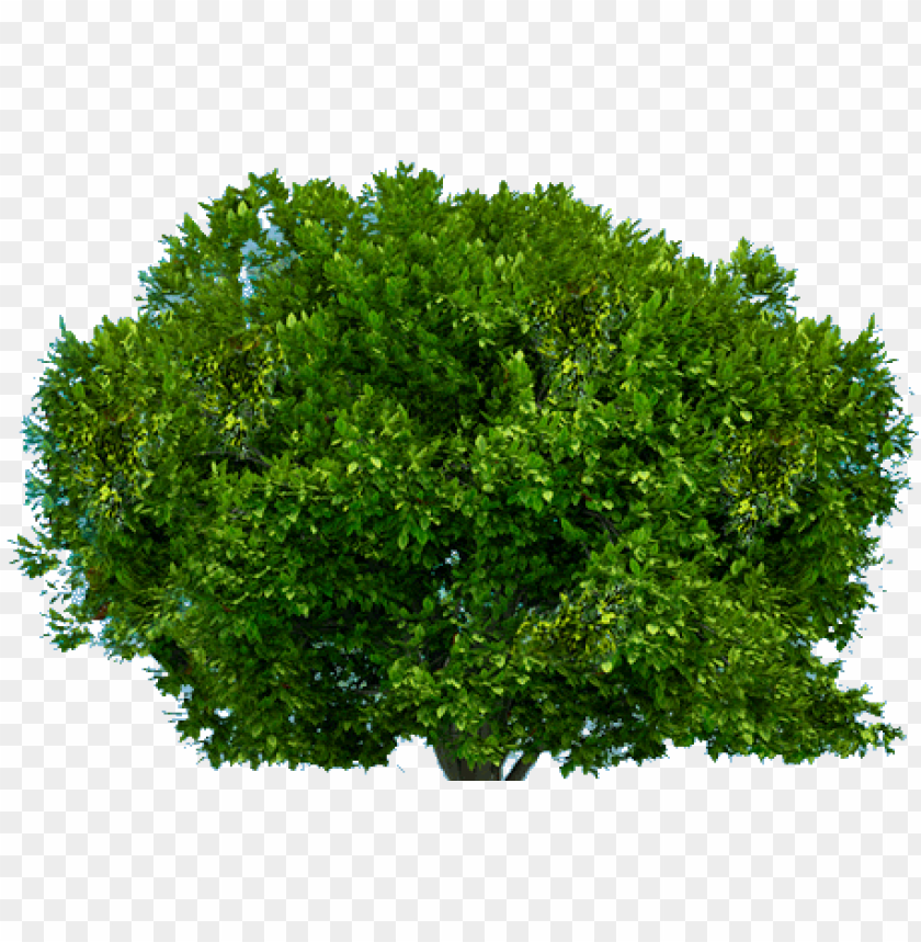 PNG image of tree with a clear background - Image ID 2610