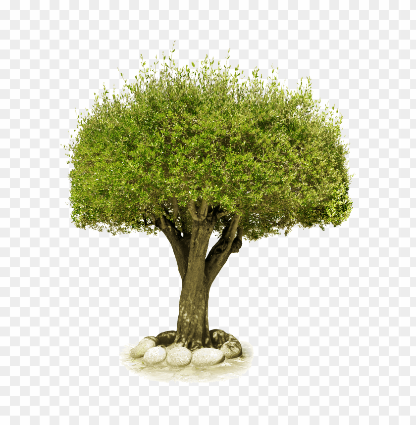 PNG image of tree with a clear background - Image ID 2611