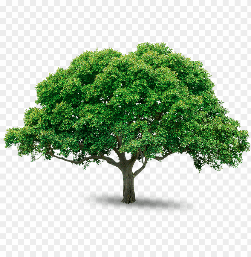PNG image of tree with a clear background - Image ID 2612