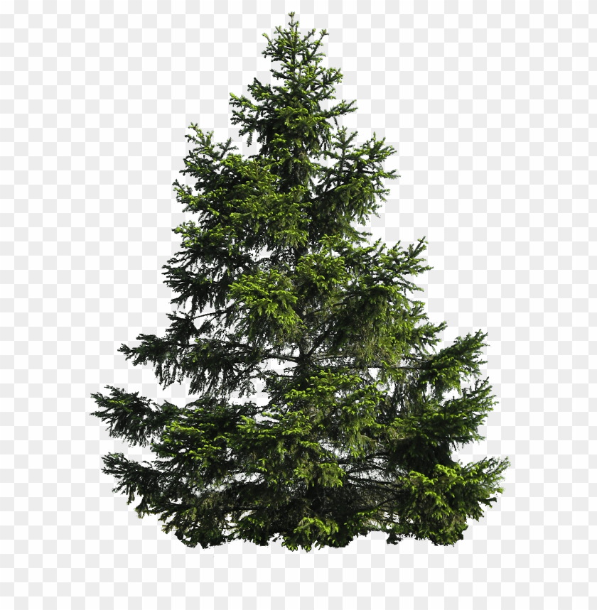 PNG image of tree with a clear background - Image ID 2616
