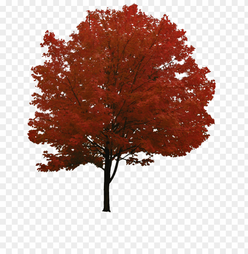 PNG image of tree with a clear background - Image ID 2617