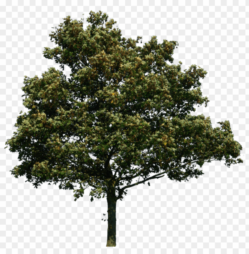 PNG image of tree with a clear background - Image ID 2619