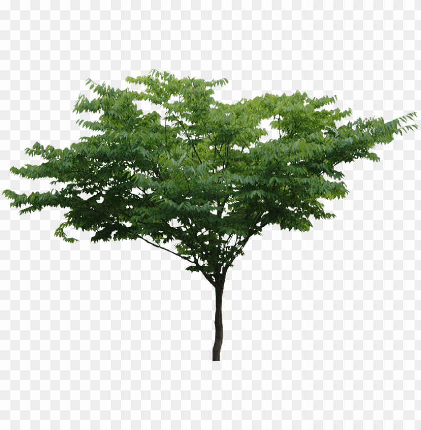tree,شجرة