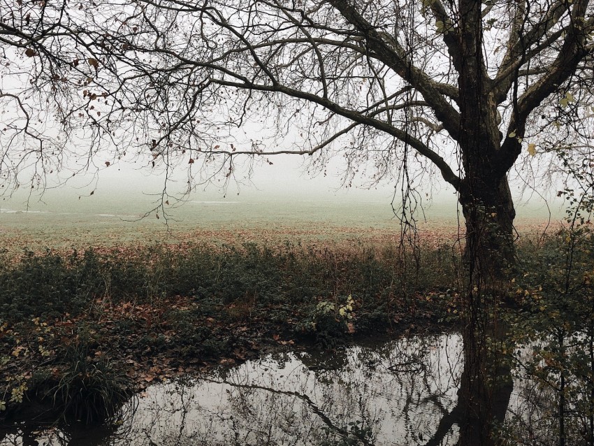 tree, autumn, fog, river, foliage, fallen, melancholy