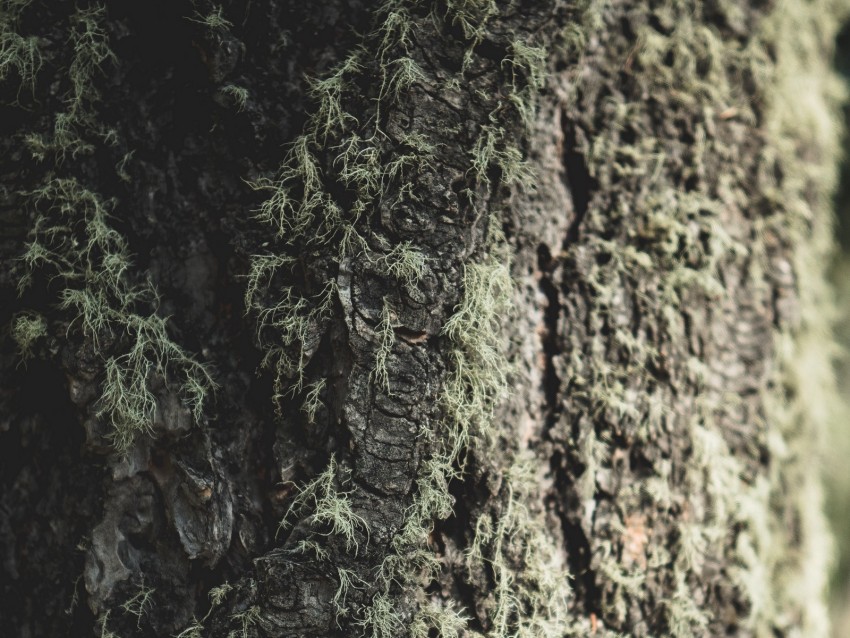 tree, bark, moss, macro, closeup
