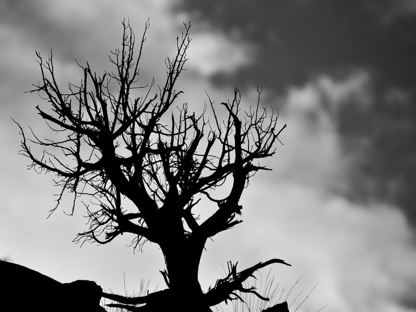tree, branches, bw, sky, clouds
