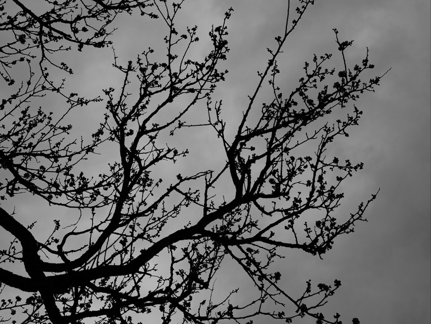 tree, branches, bw, sky, dark