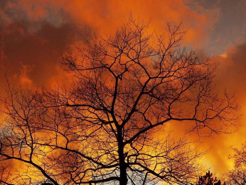 tree, branches, dawn, sky, clouds, autumn