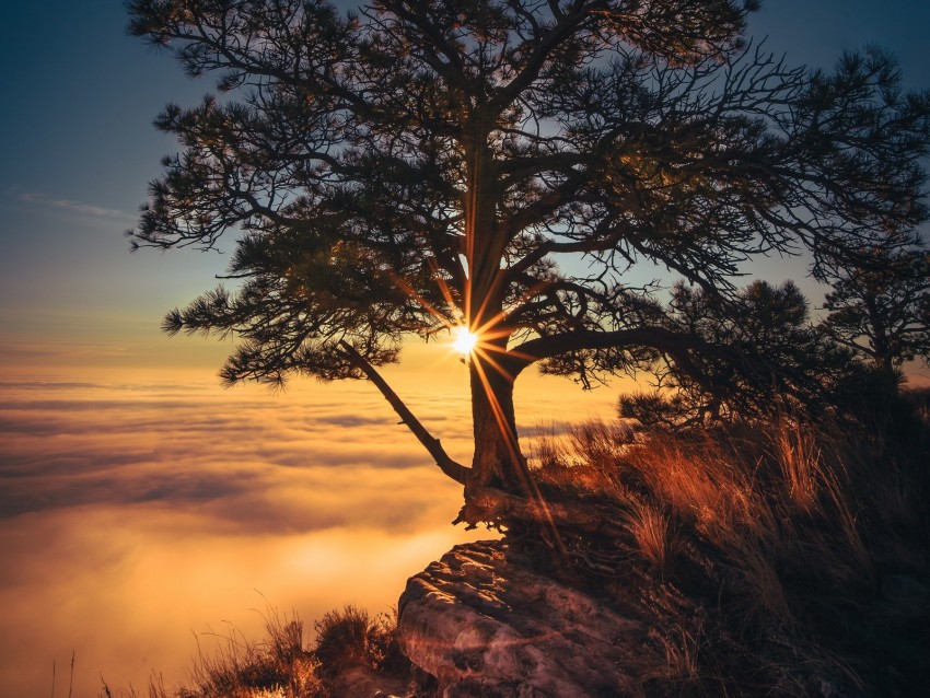 tree, cliff, fog, sunrise, dawn, morning, sunlight