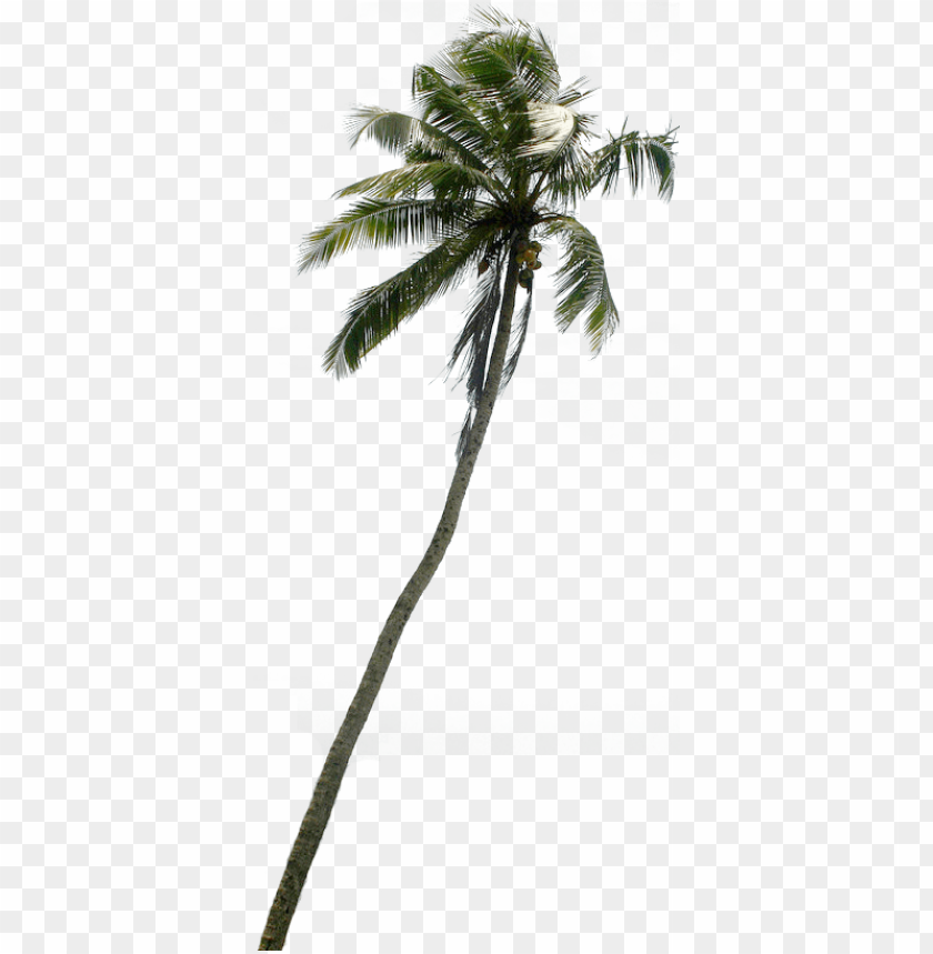 tree clipart downloads pznvtp clipart - coconut tree cut out PNG image with transparent background@toppng.com