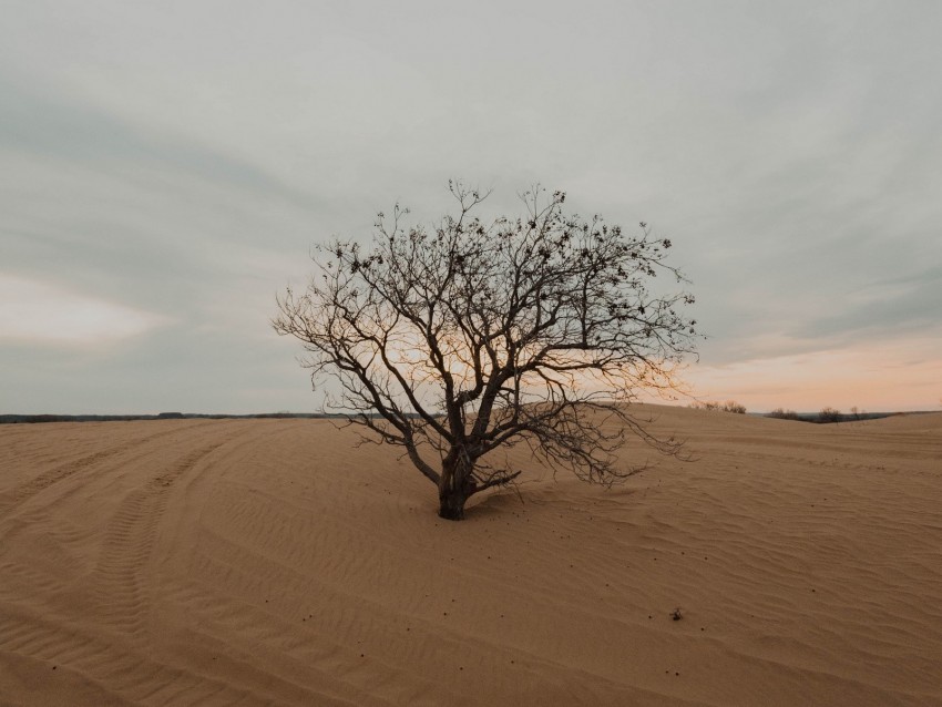 tree, desert, sand, dry, lonely
